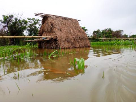 A Submerged farm in Kori chiefdom, Moyamba district