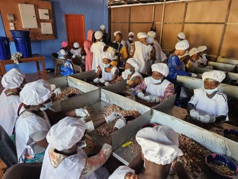 Women in new cashew processing factory